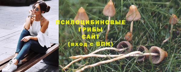 сатива Аркадак